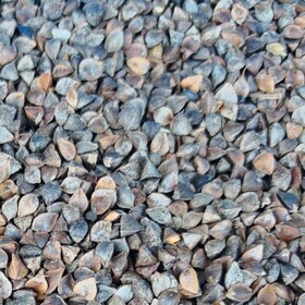 Buckwheat CIF Qingdao China