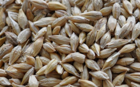 Feed barley CIF UAE