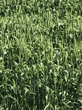 Семена озимой пшеницы сорт Краса Дона ЭС/РС1