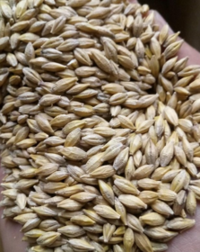 Feed barley CIF Saudi Arabia