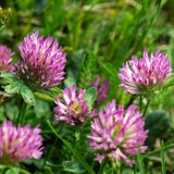 500 гр. Клевер Розовый- семена (лат. Trifolium hybridium L.)