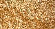 Пшеница класса Фураж