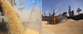 Milling wheat CFR Mukalla Yemen