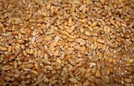 Пшеница фуражная оптом 