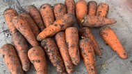 Морковь крупным оптом