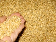 Food Wheat in port of Novorossiysk