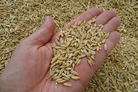 Ячмень 2025 года CIF Измир Турция