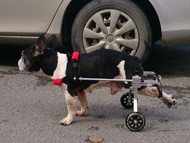 Инвалидная коляска для собаки и кошки