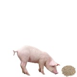 Комбикорм для свиней откорм СКК-8, 30 кг, Оскол