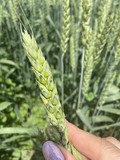 Семена озимой пшеницы сорт Таня ЭС