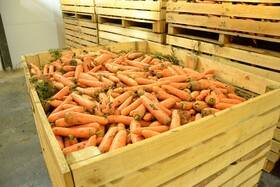 Морковь оптом, новый урожай