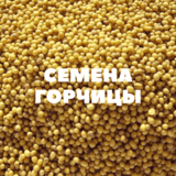 Семена горчицы