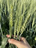 Семена озимой пшеницы сорт Шеф ЭС/РС1