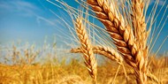 Семена озимой пшеницы среднеспелый сорт Ахмат
