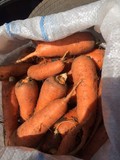 Продаю оптом морковь