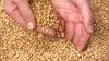 Продаем пшеница 3 класса мягкая  большим оптом