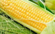 Семена кукурузы Лимогрейн