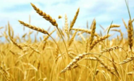 Семена озимой пшеницы оптовая продажа