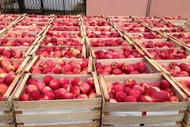 Яблоки оптом 1, 2 сорта из краснодарского края от производителей