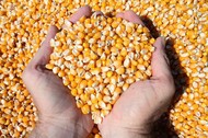 Кукуруза 20 000 тонн в месяц на экспорт в Китай