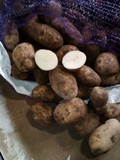 Картофель сорта Янка оптом 5+ от производителя