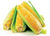 Гибриды семена Кукурузы (Singenta, Monsanto, NS, Limagrain)