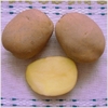 Семенной картофель с элитных хозяйств продаем оптом 