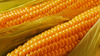 Гибриды семена кукурузы Пионер