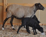Племенные овцы и бараны романовской породы  - осенние скидки