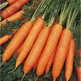 Морковь свежая столовая оптом из Белоруссии